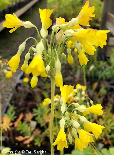 Primula florindae, kesesikko